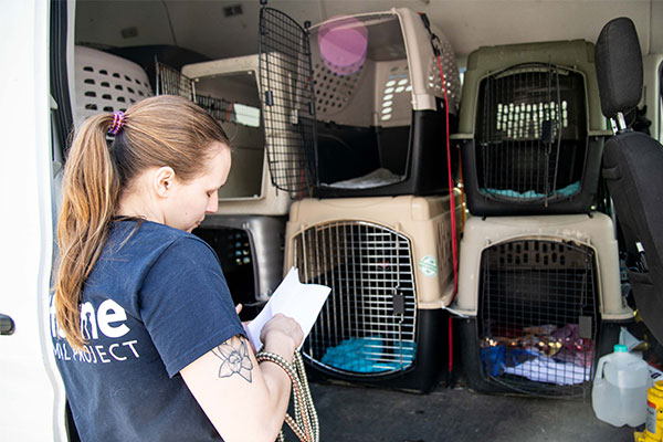 LifeLine staff member inside a transport van counting dog crates